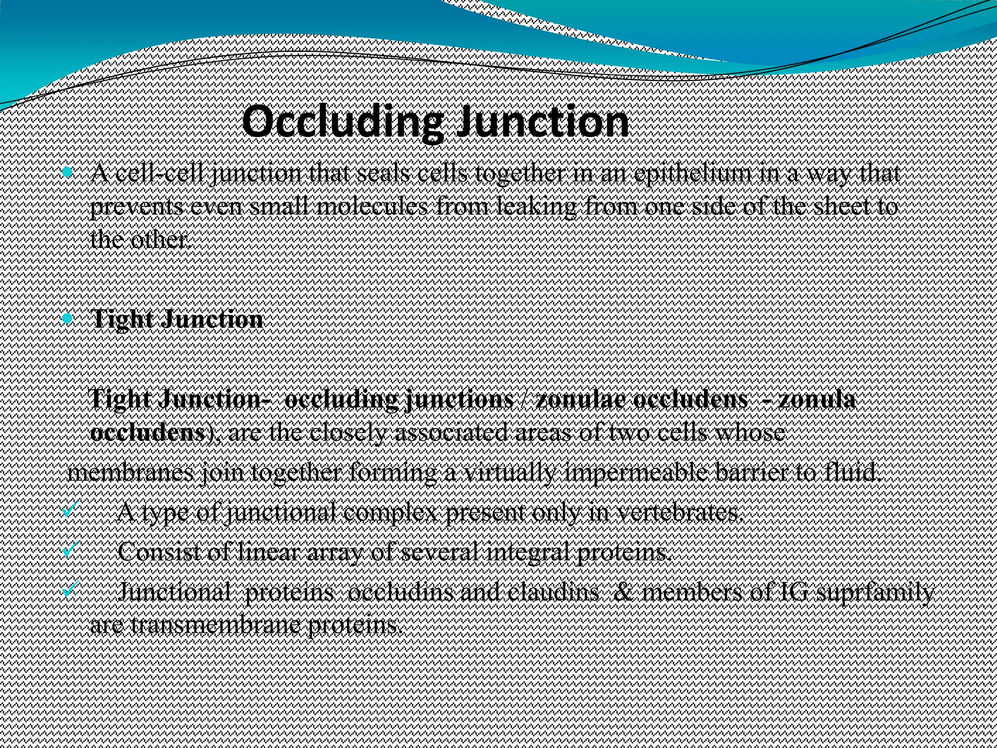 Occluding Junction
 A cell-cell junction that seals cells together in an epithelium in a way that
prevents even small molecules from leaking from one side of the sheet to
the other.
 Tight Junction
Tight Junction- occluding junctions / zonulae occludens - zonula
occludens), are the closely associated areas of two cells whose
membranes join together forming a virtually impermeable barrier to fluid.
 A type of junctional complex present only in vertebrates.
 Consist of linear array of several integral proteins.
 Junctional proteins occludins and claudins & members of IG suprfamily
are transmembrane proteins.
 