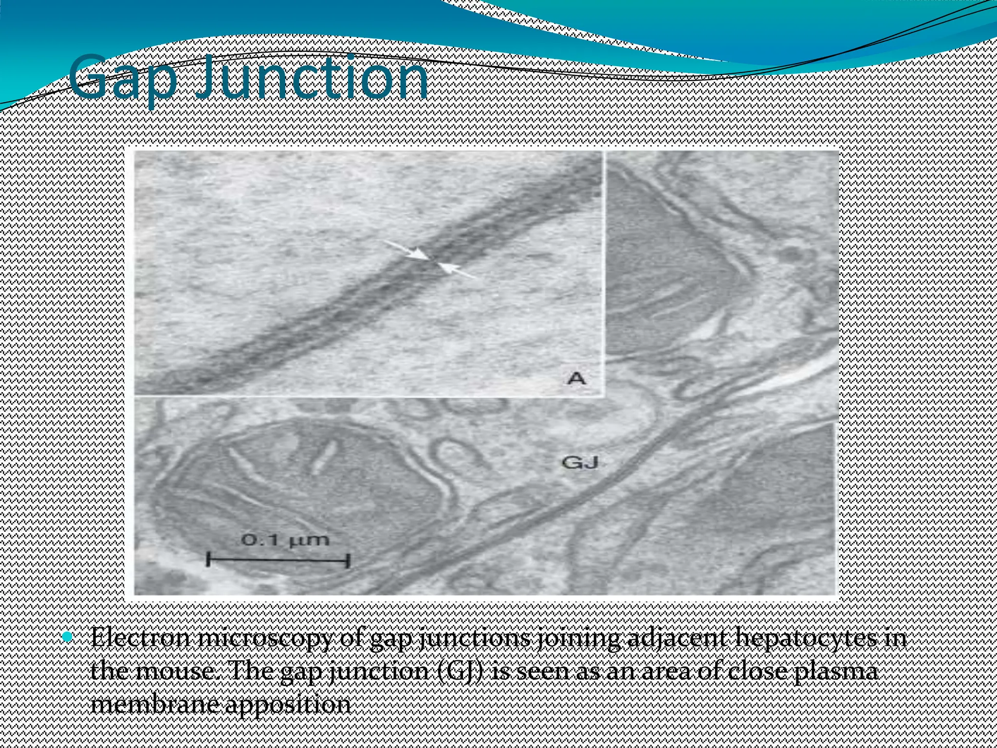 Gap Junction
 Electron microscopy of gap junctions joining adjacent hepatocytes in
the mouse. The gap junction (GJ) is seen as an area of close plasma
membrane apposition
 