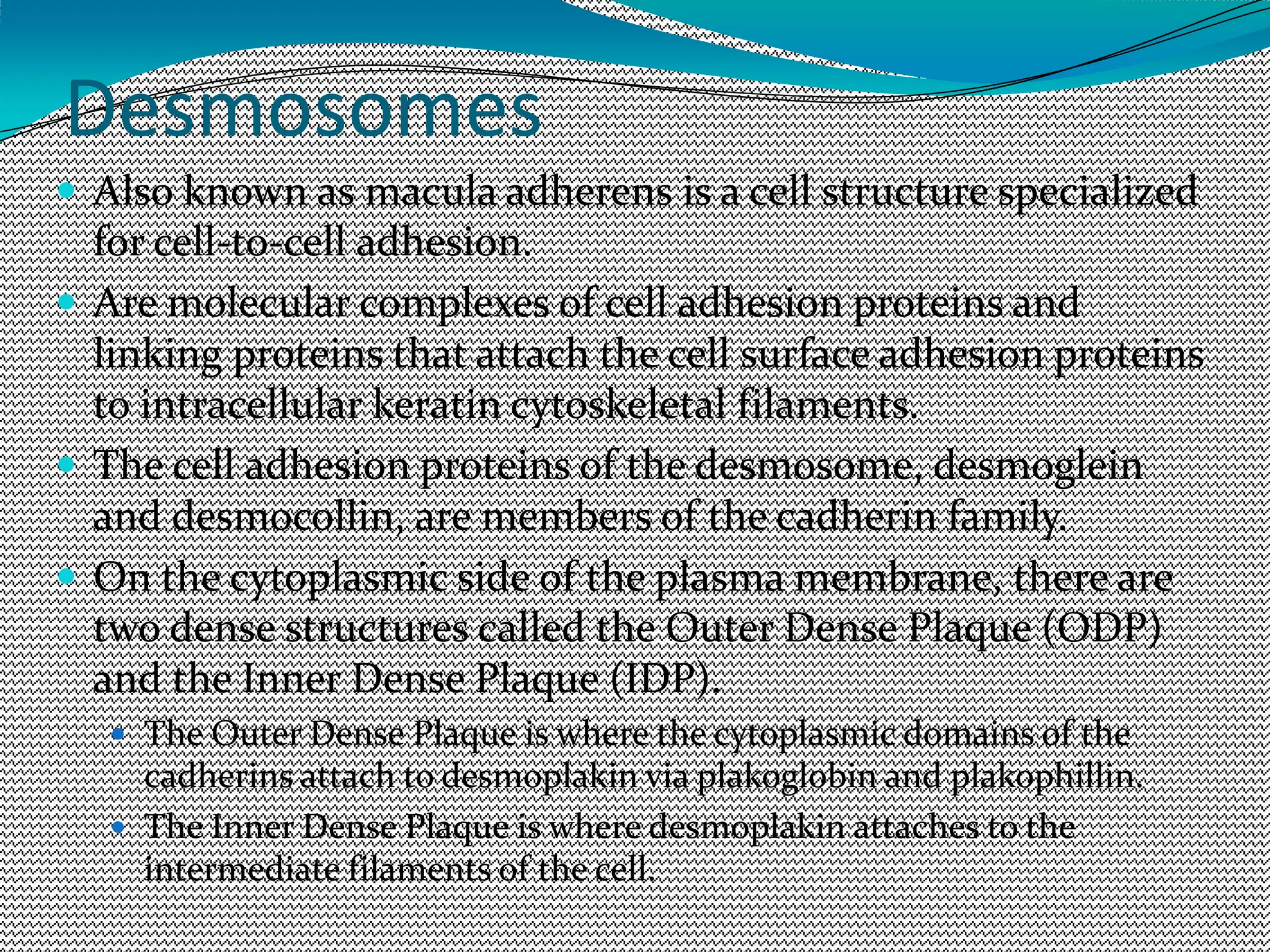Desmosomes
 Also known as macula adherens is a cell structure specialized
for cell-to-cell adhesion.
 Are molecular complexes of cell adhesion proteins and
linking proteins that attach the cell surface adhesion proteins
to intracellular keratin cytoskeletal filaments.
 The cell adhesion proteins of the desmosome, desmoglein
and desmocollin, are members of the cadherin family.
 On the cytoplasmic side of the plasma membrane, there are
two dense structures called the Outer Dense Plaque (ODP)
and the Inner Dense Plaque (IDP).
 The Outer Dense Plaque is where the cytoplasmic domains of the
cadherins attach to desmoplakin via plakoglobin and plakophillin.
 The Inner Dense Plaque is where desmoplakin attaches to the
intermediate filaments of the cell.
 
