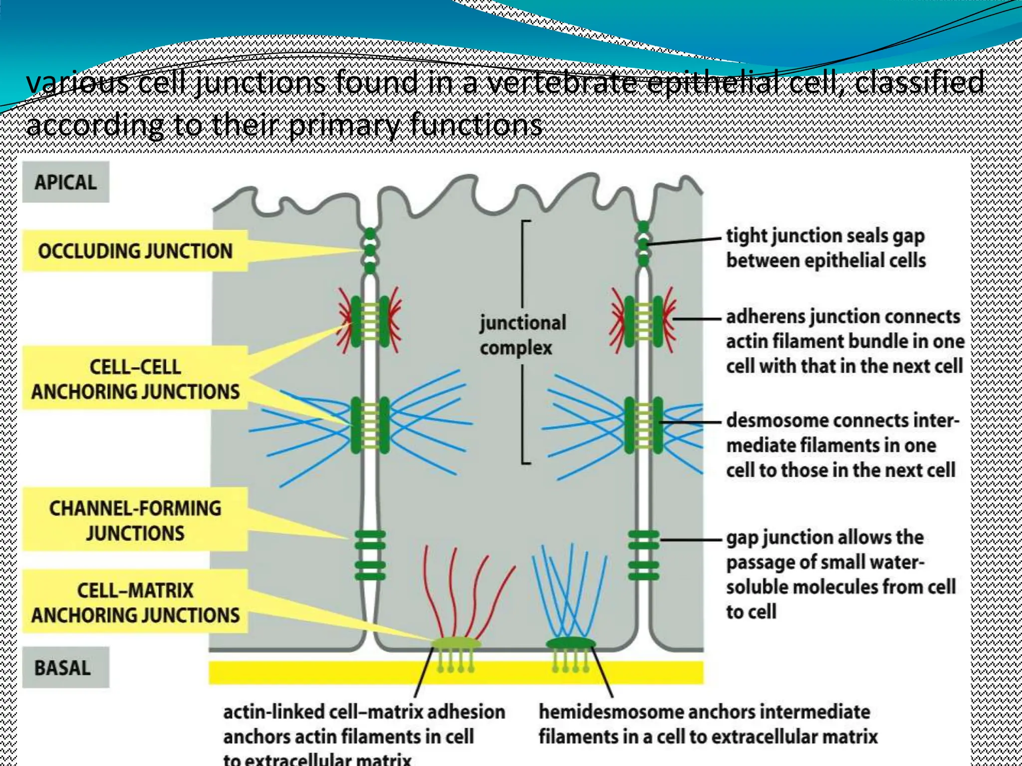 various cell junctions found in a vertebrate epithelial cell, classified
according to their primary functions
 