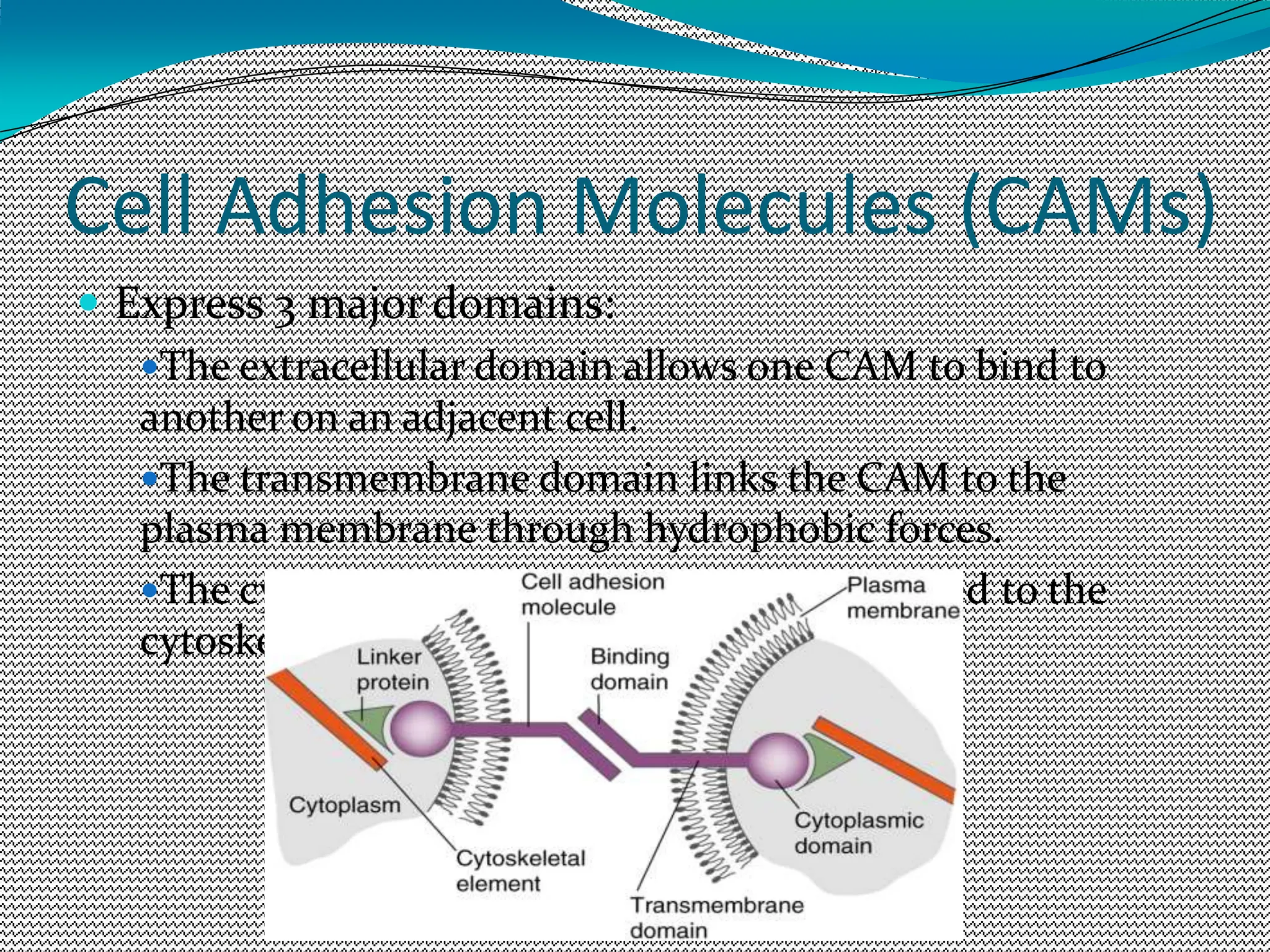 Cell Adhesion Molecules (CAMs)
 Express 3 major domains:
The extracellular domain allows one CAM to bind to
another on an adjacent cell.
The transmembrane domain links the CAM to the
plasma membrane through hydrophobic forces.
The cytoplasmic domain is directly connected to the
cytoskeleton by linker proteins.
 