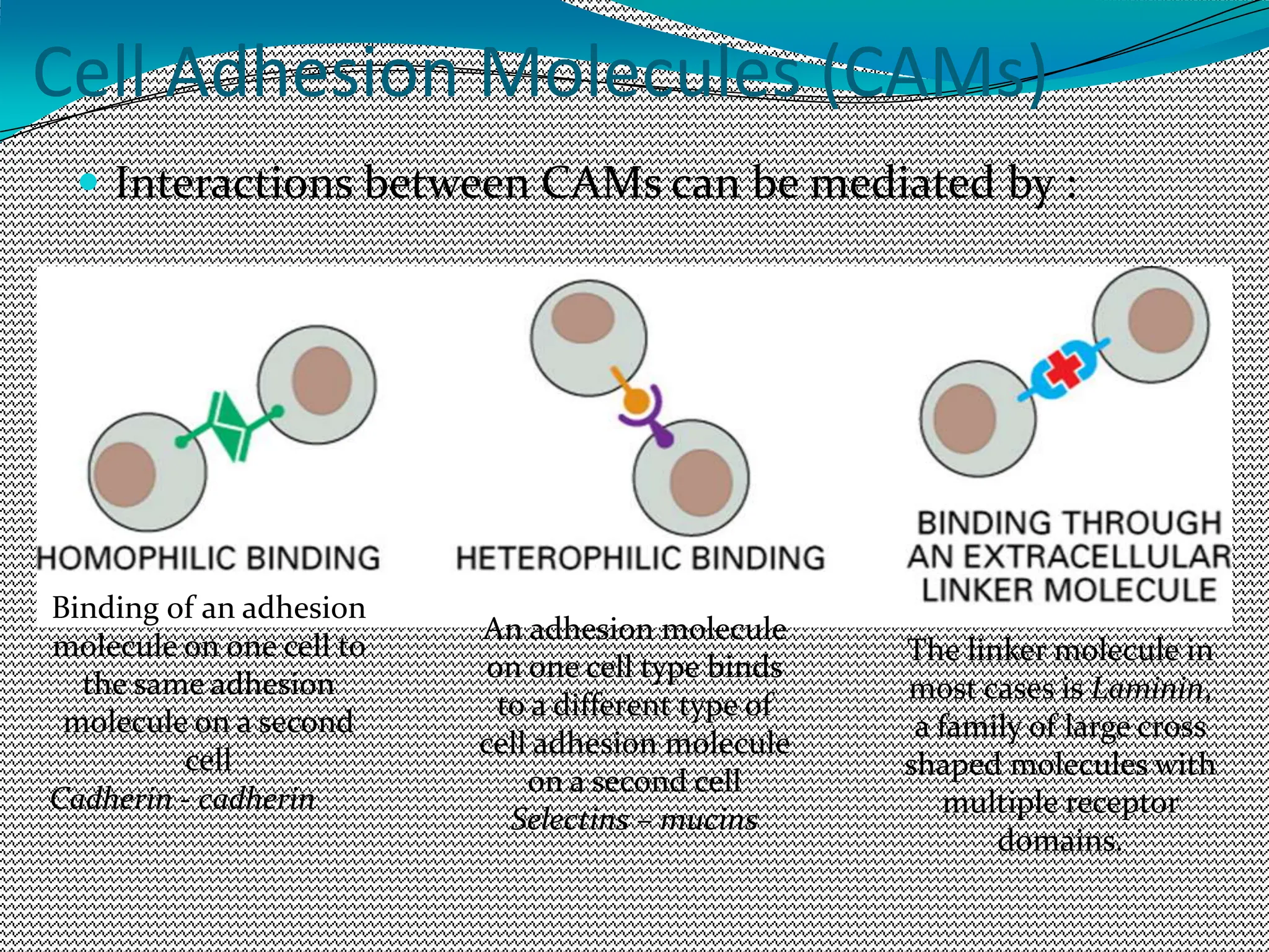 Cell Adhesion Molecules (CAMs)
 Interactions between CAMs can be mediated by :
Binding of an adhesion
molecule on one cell to
the same adhesion
molecule on a second
cell
Cadherin - cadherin
An adhesion molecule
on one cell type binds
to a different type of
cell adhesion molecule
on a second cell
Selectins – mucins
The linker molecule in
most cases is Laminin,
a family of large cross
shaped molecules with
multiple receptor
domains.
 