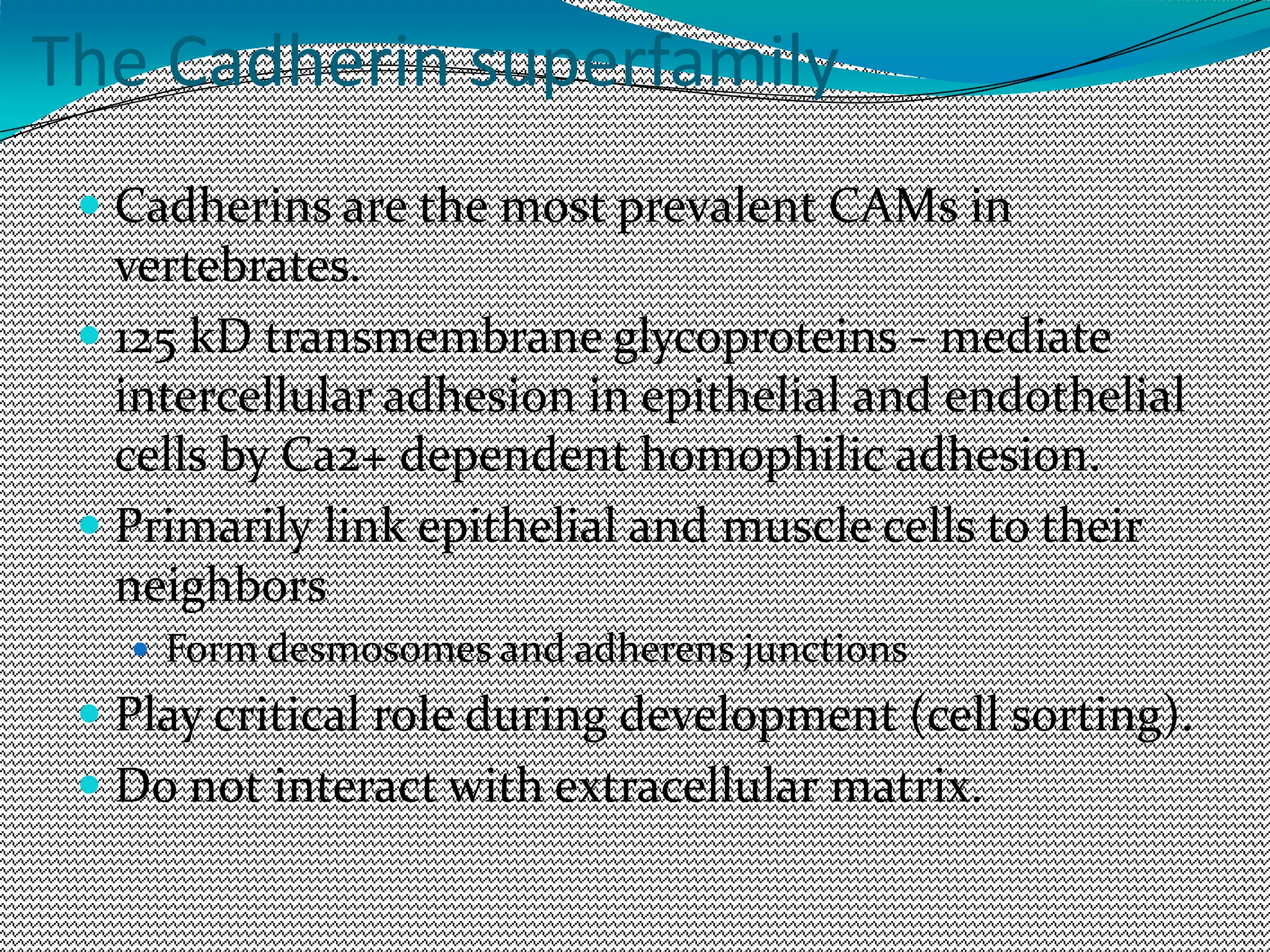 The Cadherin superfamily
 Cadherins are the most prevalent CAMs in
vertebrates.
 125 kD transmembrane glycoproteins - mediate
intercellular adhesion in epithelial and endothelial
cells by Ca2+ dependent homophilic adhesion.
 Primarily link epithelial and muscle cells to their
neighbors
 Form desmosomes and adherens junctions
 Play critical role during development (cell sorting).
 Do not interact with extracellular matrix.
 