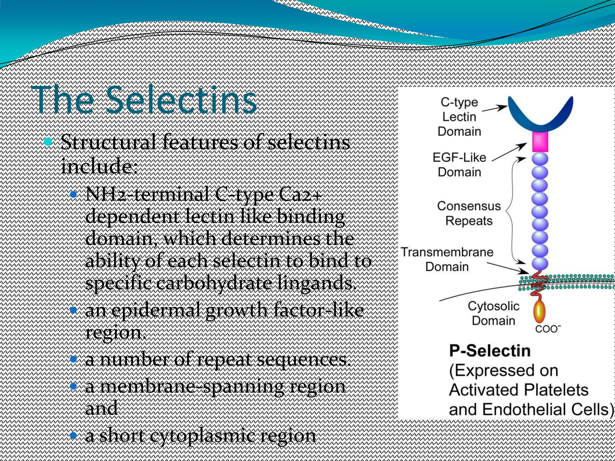 The Selectins
 Structural features of selectins
include:
 NH2-terminal C-type Ca2+
dependent lectin like binding
domain, which determines the
ability of each selectin to bind to
specific carbohydrate lingands.
 an epidermal growth factor-like
region.
 a number of repeat sequences.
 a membrane-spanning region
and
 a short cytoplasmic region
 
