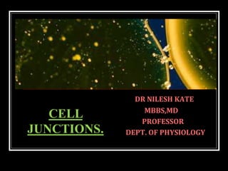 DR NILESH KATE
MBBS,MD
PROFESSOR
DEPT. OF PHYSIOLOGY
CELL
JUNCTIONS.
 