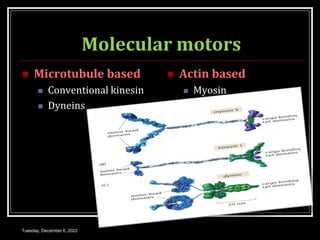 Molecular motors
 Microtubule based
 Conventional kinesin
 Dyneins
 Actin based
 Myosin
Tuesday, December 6, 2022
 