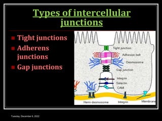 Types of intercellular
junctions
 Tight junctions
 Adherens
junctions
 Gap junctions
Tuesday, December 6, 2022
 