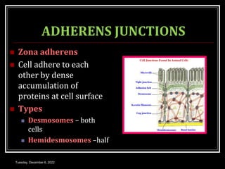 ADHERENS JUNCTIONS
 Zona adherens
 Cell adhere to each
other by dense
accumulation of
proteins at cell surface
 Types
 Desmosomes – both
cells
 Hemidesmosomes –half
Tuesday, December 6, 2022
 