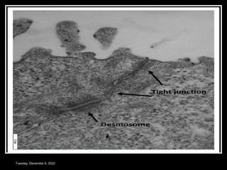 Tuesday, December 6, 2022
 