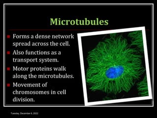 Microtubules
 Forms a dense network
spread across the cell.
 Also functions as a
transport system.
 Motor proteins walk
along the microtubules.
 Movement of
chromosomes in cell
division.
Tuesday, December 6, 2022
 