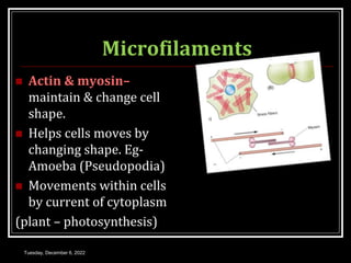 Microfilaments
 Actin & myosin–
maintain & change cell
shape.
 Helps cells moves by
changing shape. Eg-
Amoeba (Pseudopodia)
 Movements within cells
by current of cytoplasm
(plant – photosynthesis)
Tuesday, December 6, 2022
 