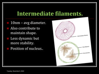 Intermediate filaments.
 10nm – avg diameter.
 Also contribute to
maintain shape.
 Less dynamic but
more stability.
 Position of nucleus..
Tuesday, December 6, 2022
 