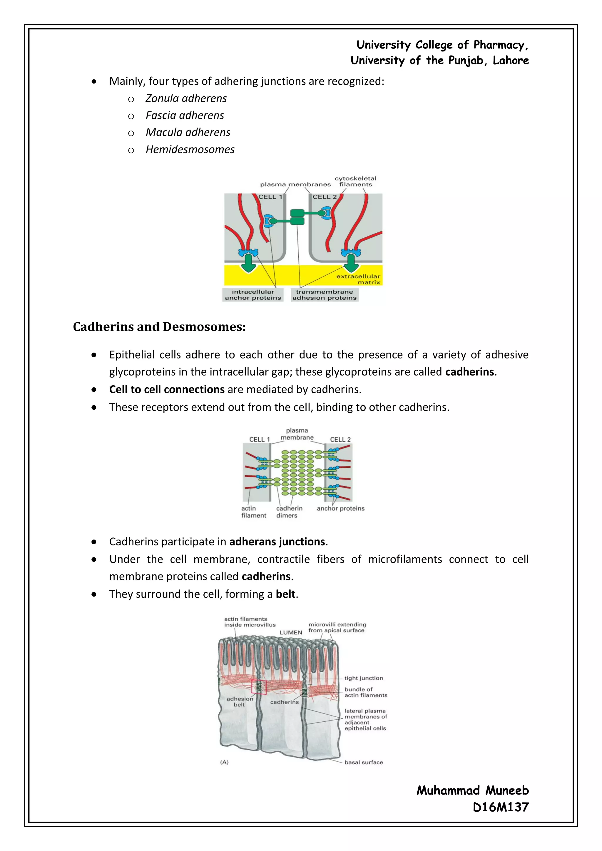 Cell junctions and the extracellular matrix | PDF