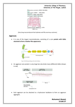 Cell junctions and the extracellular matrix | PDF