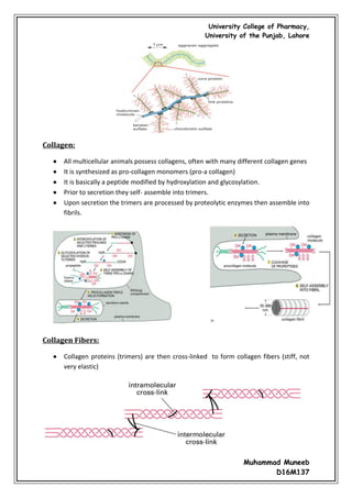 Cell junctions and the extracellular matrix | PDF