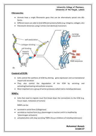 Cell junctions and the extracellular matrix | PDF