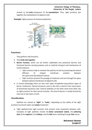 Cell junctions and the extracellular matrix | PDF