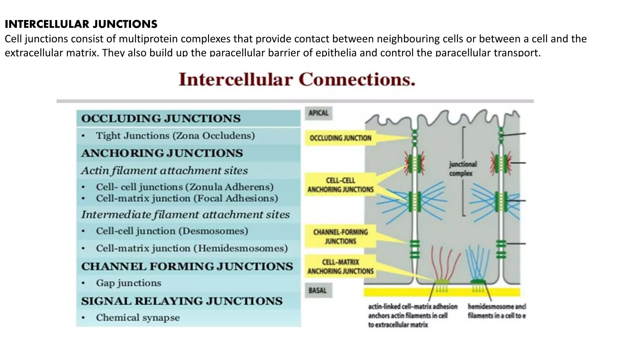 Cell junctions ppt | PPTX