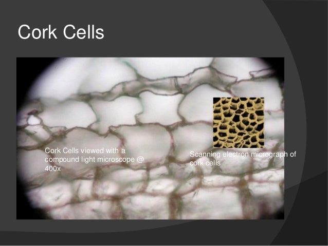 Cell lab