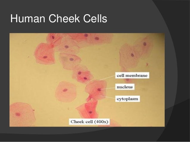 Extract your own DNA from cheek cells