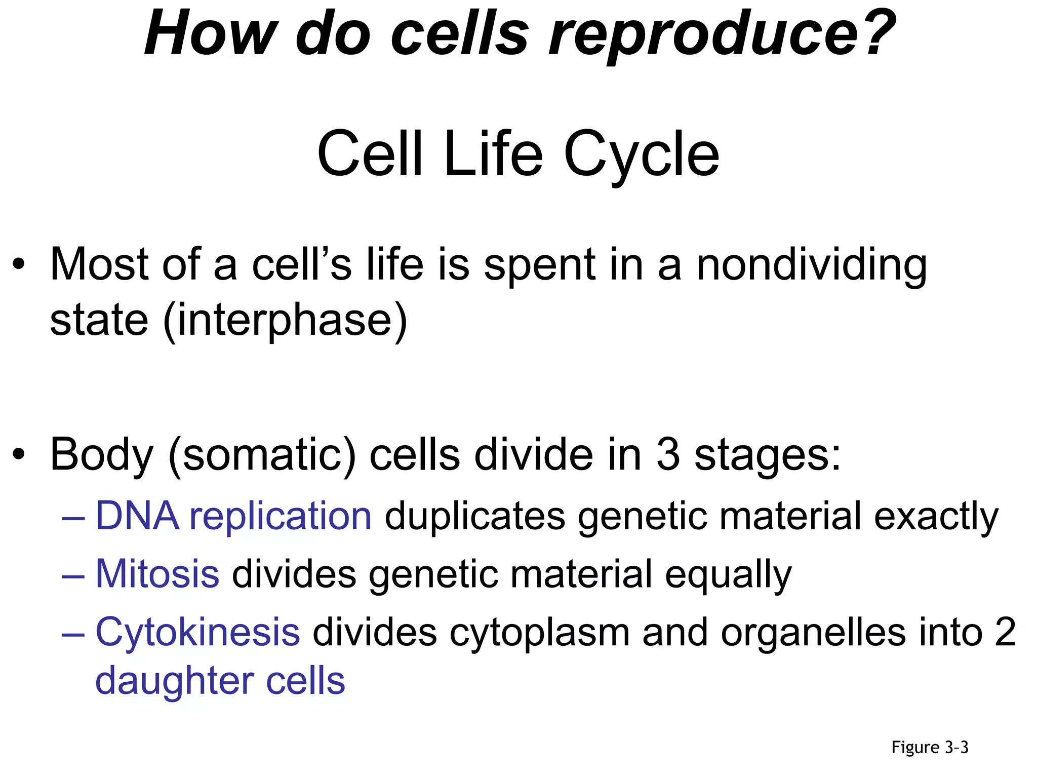 Cell Life Cycle.ppt