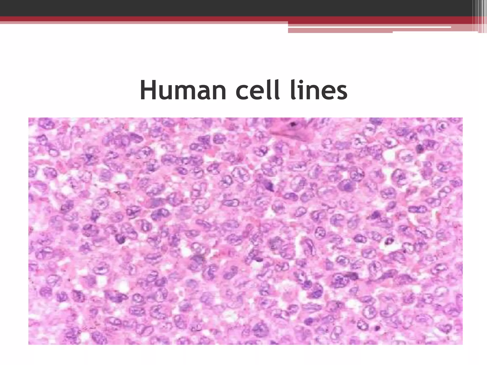 Human cell lines
 
