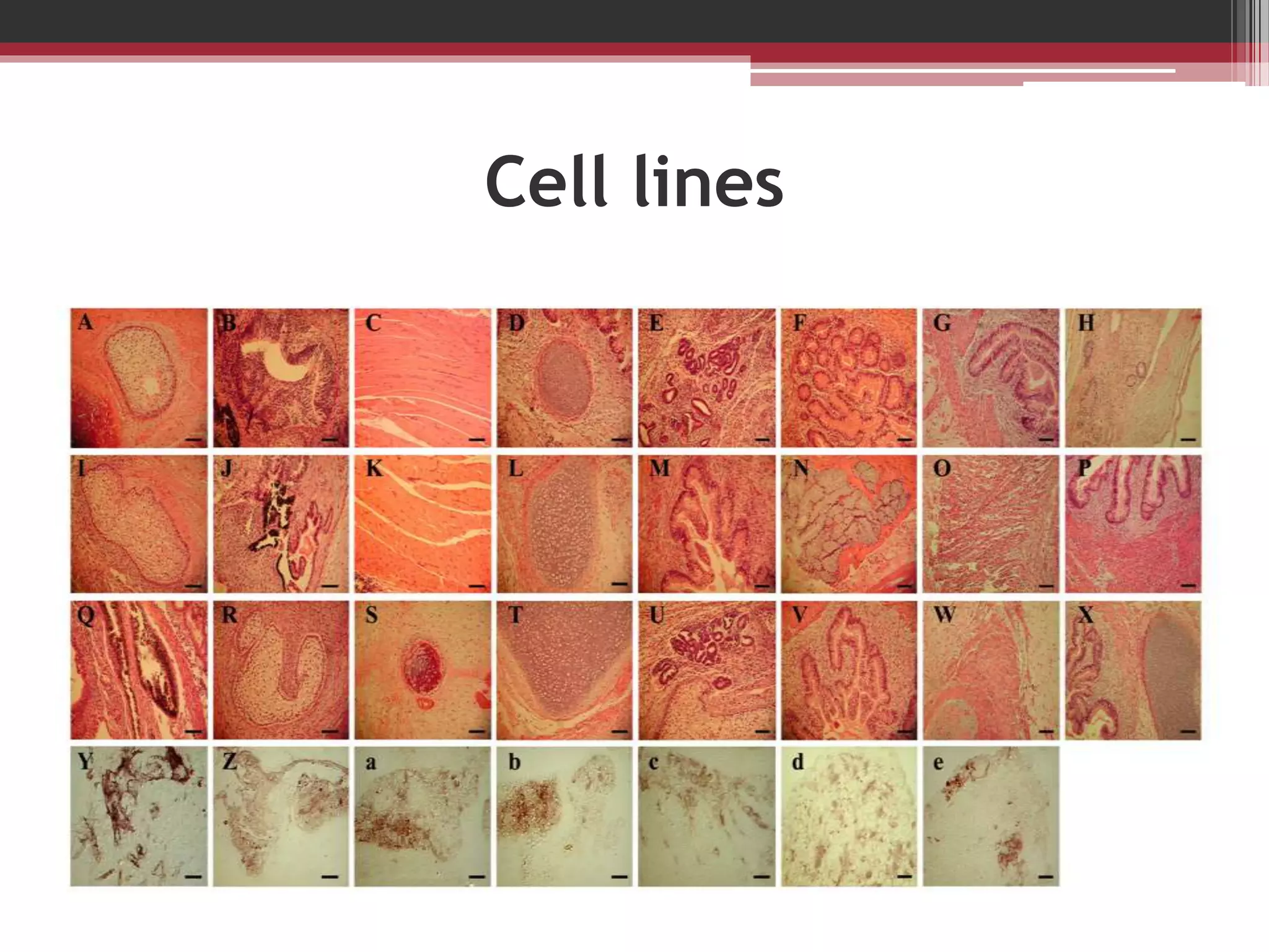 Cell lines
 