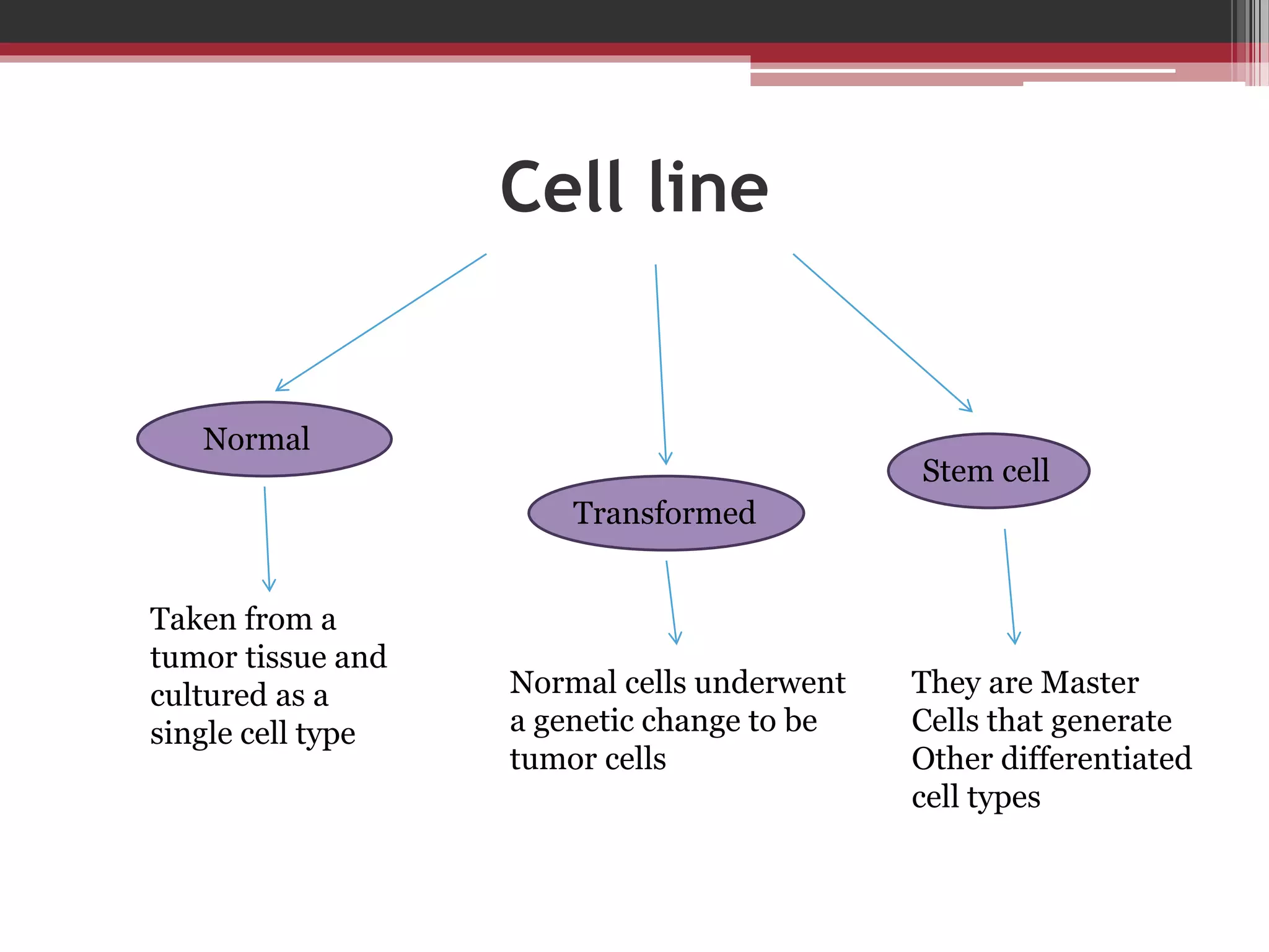 Cell line
Normal
Transformed
Stem cell
Taken from a
tumor tissue and
cultured as a
single cell type
Normal cells underwent
a genetic change to be
tumor cells
They are Master
Cells that generate
Other differentiated
cell types
 