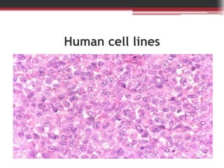 Human cell lines
 