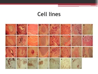 Cell lines
 