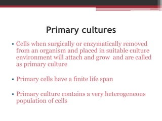Primary cultures
• Cells when surgically or enzymatically removed
from an organism and placed in suitable culture
environment will attach and grow and are called
as primary culture
• Primary cells have a finite life span
• Primary culture contains a very heterogeneous
population of cells
 