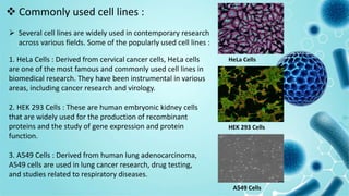  Commonly used cell lines :
 Several cell lines are widely used in contemporary research
across various fields. Some of the popularly used cell lines :
1. HeLa Cells : Derived from cervical cancer cells, HeLa cells
are one of the most famous and commonly used cell lines in
biomedical research. They have been instrumental in various
areas, including cancer research and virology.
2. HEK 293 Cells : These are human embryonic kidney cells
that are widely used for the production of recombinant
proteins and the study of gene expression and protein
function.
3. A549 Cells : Derived from human lung adenocarcinoma,
A549 cells are used in lung cancer research, drug testing,
and studies related to respiratory diseases.
HeLa Cells
HEK 293 Cells
A549 Cells
 