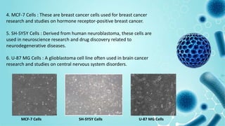 4. MCF-7 Cells : These are breast cancer cells used for breast cancer
research and studies on hormone receptor-positive breast cancer.
5. SH-SY5Y Cells : Derived from human neuroblastoma, these cells are
used in neuroscience research and drug discovery related to
neurodegenerative diseases.
6. U-87 MG Cells : A glioblastoma cell line often used in brain cancer
research and studies on central nervous system disorders.
MCF-7 Cells SH-SY5Y Cells U-87 MG Cells
 