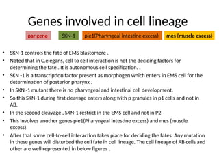 cell lineage in c elegans ( a nematode) | PPT