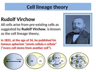 Pre Lineage cell lineage in c elegans ( a nematode) | PPT