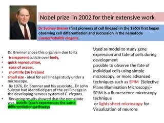 cell lineage in c elegans ( a nematode) | PPT