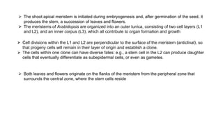  The shoot apical meristem is initiated during embryogenesis and, after germination of the seed, it
produces the stem, a succession of leaves and flowers.
 The meristems of Arabidopsis are organized into an outer tunica, consisting of two cell layers (L1
and L2), and an inner corpus (L3), which all contribute to organ formation and growth
 Cell divisions within the L1 and L2 are perpendicular to the surface of the meristem (anticlinal), so
that progeny cells will remain in their layer of origin and establish a clone.
 The cells within one clone can have diverse fates: e.g., a stem cell in the L2 can produce daughter
cells that eventually differentiate as subepidermal cells, or even as gametes.
 Both leaves and flowers originate on the flanks of the meristem from the peripheral zone that
surrounds the central zone, where the stem cells reside
 