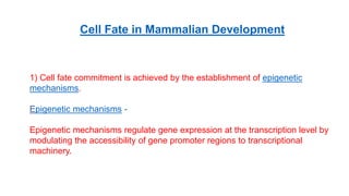 Cell Fate in Mammalian Development
1) Cell fate commitment is achieved by the establishment of epigenetic
mechanisms.
Epigenetic mechanisms -
Epigenetic mechanisms regulate gene expression at the transcription level by
modulating the accessibility of gene promoter regions to transcriptional
machinery.
 