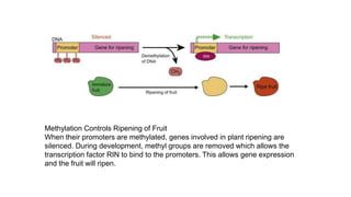 Methylation Controls Ripening of Fruit
When their promoters are methylated, genes involved in plant ripening are
silenced. During development, methyl groups are removed which allows the
transcription factor RIN to bind to the promoters. This allows gene expression
and the fruit will ripen.
 