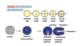 stages of embryonic
development
 
