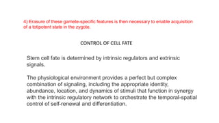 Stem cell fate is determined by intrinsic regulators and extrinsic
signals.
The physiological environment provides a perfect but complex
combination of signaling, including the appropriate identity,
abundance, location, and dynamics of stimuli that function in synergy
with the intrinsic regulatory network to orchestrate the temporal-spatial
control of self-renewal and differentiation.
CONTROL OF CELL FATE
4) Erasure of these gamete-specific features is then necessary to enable acquisition
of a totipotent state in the zygote.
 