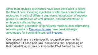 Since then, multiple techniques have been developed to follow
the fate of cells, including injections of vital dyes or radioactive
molecules in cells of different organisms, introduction of reporter
genes by transfection or viral infection, and transplantation of
embryonic cells and tissues.
More recently, generation of genetically modified mice expressing
reporter genes or Cre recombinase have provided major
advantages for tracing different cell lineages.
Cre recombinase is a site-specific recognition enzyme that
recognizes 34 base-pair LoxP sequences and, depending on
their orientation, excises or inverts the DNA flanked by them.
 