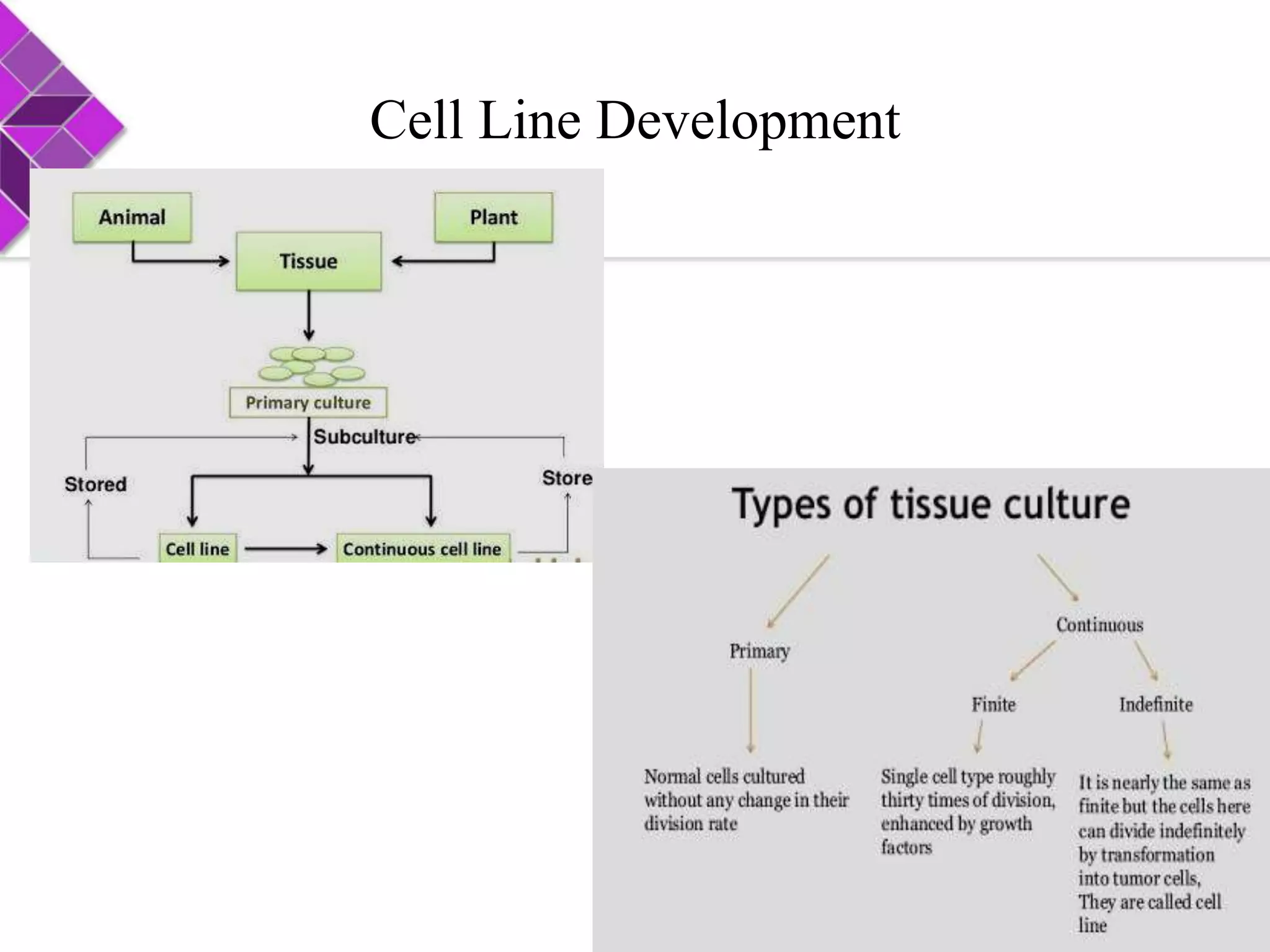 Cell line development | PPTX