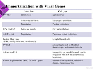 Immortalization with Viral Genes
Insertion Cell type
SV 40LT Lipofection Keratinocytes
Adenovirus infection Easophgeal epithelium
Transfection Prostate epithelium
HPV 16 e6/e7 Retroviral transfer Cervical epithelium
Ad5 E1a htrt Transfection Pigmented retinal epithelium
Epstein–Barr virus
(EBV; usually the whole virus is used)
Lymphoblastoid cells
SV40LT adherent cells such as fibroblast
skeratinocytes and endothelial cells.
Adenovirus E1A immortalize rat baby kidney cell and in
conjuction with E1b ,rat differentiated
hepatocute.
Human Papilomavirus (HPV) E6 and E7 genes immoratalized epithelial ,endothelial
,hepatocytes,melanocytes.
 