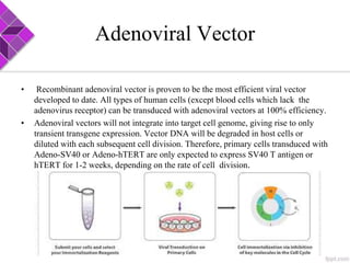 Adenoviral Vector
• Recombinant adenoviral vector is proven to be the most efficient viral vector
developed to date. All types of human cells (except blood cells which lack the
adenovirus receptor) can be transduced with adenoviral vectors at 100% efficiency.
• Adenoviral vectors will not integrate into target cell genome, giving rise to only
transient transgene expression. Vector DNA will be degraded in host cells or
diluted with each subsequent cell division. Therefore, primary cells transduced with
Adeno-SV40 or Adeno-hTERT are only expected to express SV40 T antigen or
hTERT for 1-2 weeks, depending on the rate of cell division.
 