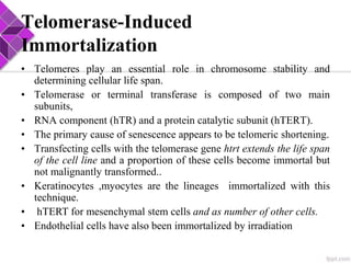 Telomerase-Induced
Immortalization
• Telomeres play an essential role in chromosome stability and
determining cellular life span.
• Telomerase or terminal transferase is composed of two main
subunits,
• RNA component (hTR) and a protein catalytic subunit (hTERT).
• The primary cause of senescence appears to be telomeric shortening.
• Transfecting cells with the telomerase gene htrt extends the life span
of the cell line and a proportion of these cells become immortal but
not malignantly transformed..
• Keratinocytes ,myocytes are the lineages immortalized with this
technique.
• hTERT for mesenchymal stem cells and as number of other cells.
• Endothelial cells have also been immortalized by irradiation
 