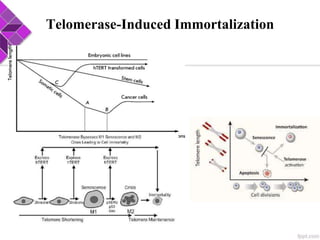 Telomerase-Induced Immortalization
 