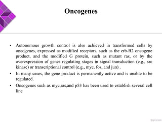 Oncogenes
• Autonomous growth control is also achieved in transformed cells by
oncogenes, expressed as modified receptors, such as the erb-B2 oncogene
product, and the modified G protein, such as mutant ras, or by the
overexpression of genes regulating stages in signal transduction (e.g., src
kinase) or transcriptional control (e.g., myc, fos, and jun) .
• In many cases, the gene product is permanently active and is unable to be
regulated.
• Oncogenes such as myc,ras,and p53 has been used to establish several cell
line
 