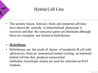 Hybrid Cell Line
• The somatic fusion between finite and immortal cell lines
have shown tht ususally te immortalized phenotype is
recessive and that the senscence genes are dominant although
there are exception not limited to hybridomas.
• Hybridoma
• Hybridomas are the result of fusion of neoplastic B cell with
splenocytes from an immunized animal creating an immortal
hybrid cell line that produces monoclonal
antibodies.Auxotropic strains are used for selection on HAT
medium.
 