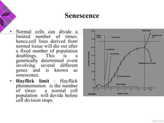 Senescence
• Normal cells can divide a
limited number of times;
hence,cell lines derived from
normal tissue will die out after
a fixed number of population
doublings. This is a
genetically determined event
involving several different
genes and is known as
senescence.
• Hayflick limit : Hayflick
phemnomenon is the number
of times a normal cell
population will devide before
cell division stops.
 